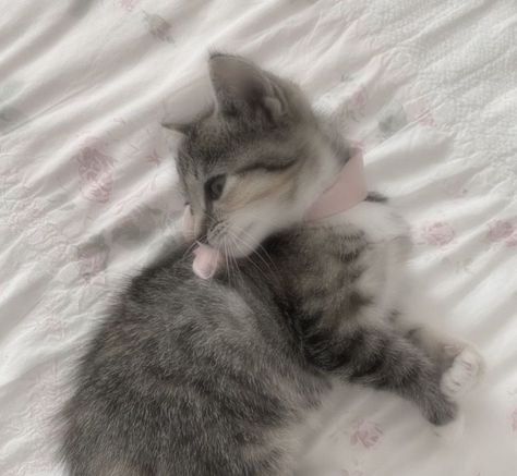 Farm Coquette, Cute Grey Kitten, Winter Swan, Coquette Animals, Coquette Kitten, Coquette Purple, Mick Jagger Aesthetic, Purple Coquette, Cute Little Cats