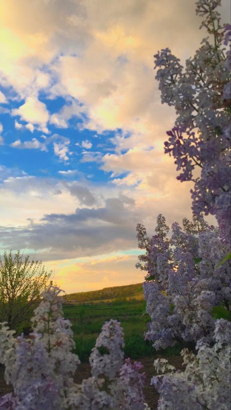 Evening Sky Wallpaper, Cottage Core Wallpaper, Cottagecore Wallpaper, Purple Aesthetic Background, Lilac Background, Wallpaper Iphone Summer, Iphone Lockscreen Wallpaper, Sky Wallpaper, Simple Iphone Wallpaper