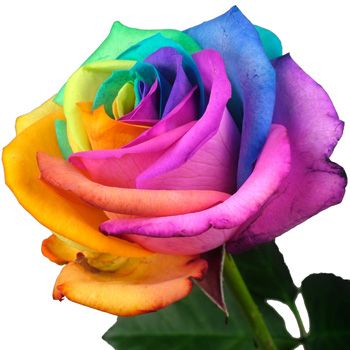 Single Happy Rainbow Rose Luxury Bouquet, Rose Delivery, Rainbow Pictures, Happy Rainbow, Rose Flower Pictures, Rose Online, Single And Happy, Rainbow Roses, Beautiful Rose Flowers