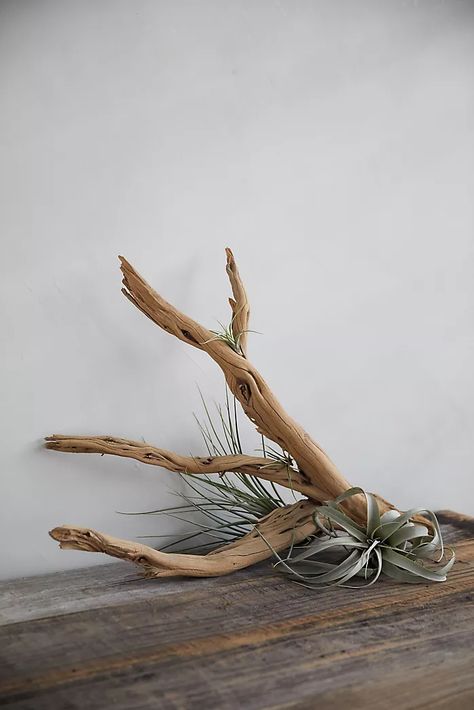 branch Wooden Range Hood, Driftwood Furniture, Juniper Wood, Decorative Plants, Outdoor Living Furniture, Wood Branch, Driftwood Decor, Outdoor Gifts, Wood Carving Designs