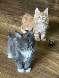 Siamese Kittens Fluffy, Maincoon Cat Aesthetic, Mancoon Cat Kittens, Maincoon Cat Kittens, Main Coone Kitten, Maincoon Cat Big, Maincoon Kitten, Maine Coone Kitten, Mainecoon Kitten