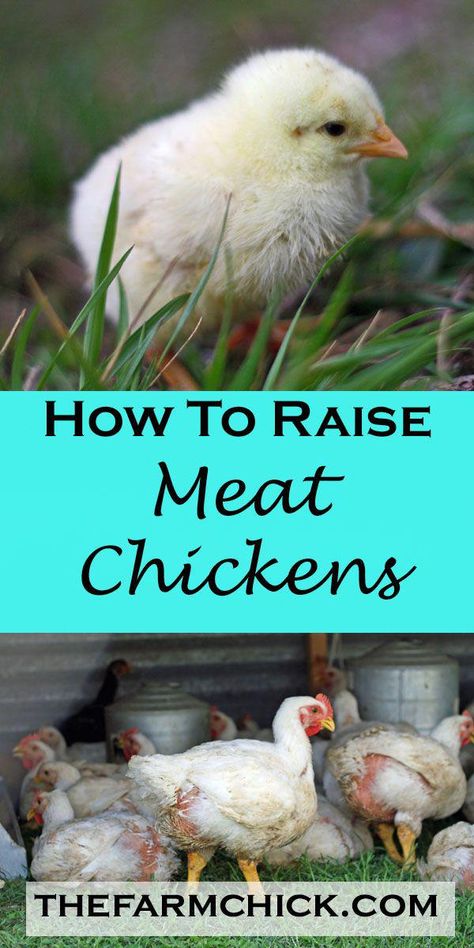 Raising Meat Chickens, Baby Chicks Raising, Laying Chickens, Meat Birds, Broiler Chicken, Raising Farm Animals, Portable Chicken Coop, Backyard Chicken Farming, Raising Backyard Chickens