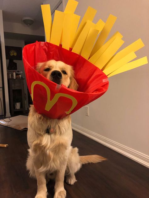 Owner Transforms Dog's Post-Surgery 'Cone of Shame' into Adorable Costumes Cute Dog Halloween Costumes, Best Dog Costumes, Perros Golden Retriever, Cute Dog Costumes, Dog Cone, Cone Of Shame, Diy Dog Costumes, Pet Halloween Costumes, Animal Costumes