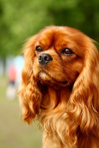 Cavalier King Charles Adult Cavalier Puppy, Cavalier King Charles Dog, King Charles Dog, King Charles Cavalier Spaniel Puppy, Spaniel Puppies, Spaniel Dog, Sweet Dogs, Cavalier King, Charles Spaniel