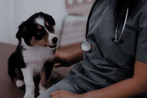 Vet Pictures, Vet School Motivation, Veterinary Assistant, Dark Visions, Vet Medicine, Animal Doctor, Nurse Aesthetic, Vet Assistant, Veterinary Medicine