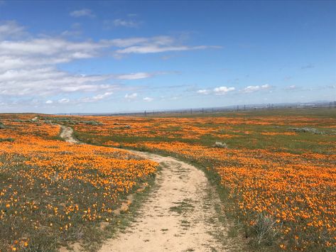 Lancaster California, Antelope Valley, California Trip, Just For Today, California Poppy, California Love, Los Angeles County, California Travel, Art Project