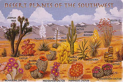 Desert Plants | charts & diagrams | Pinterest | Desert Plants ... Desert Doodles, Tucson Garden, Desert Foliage, Xeriscaping Ideas, Cactus Drawings, Southwest Landscaping, Dessert Landscaping, Nature Homeschool, Southwest Sunset