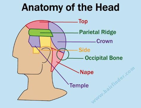 Anatomy of the Head Cosmetology State Board, Beauty School Cosmetology, Barber Tips, Barber School, Hair Cut Guide, Hair Science, Head Anatomy, Hairdressing Training, Cosmetology Student