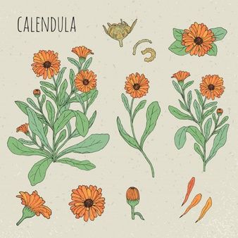 Flower collection, 120 Best Free Graphics on Freepik Calendula Tattoo, Calendula Flower, Beauty Salon Design, Flowers Petals, Flower Collection, Flower Graphic, Plant Illustration, Drawing Set, Free Graphics