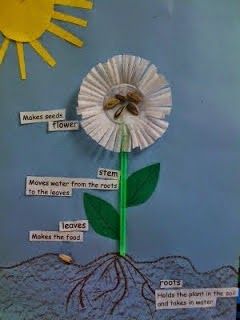 From Seed to Plant. View various activities to go along with the book, Seed to Plant. Free worksheets, activities, and a snack idea. Vetenskapliga Experiment, Plants Unit, 1st Grade Science, First Grade Science, Plant Science, Kindergarten Science, Preschool Science, E Mc2, Parts Of A Plant