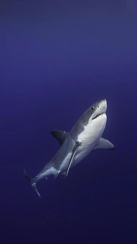 Marine Animal Wallpaper, Great White Shark Wallpaper, Shark Pics, Shark Background, New Car Wallpaper, Shark Fish, Shark Pictures, Shark Tee, Undersea World