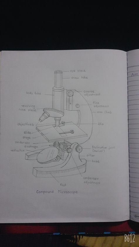 Microscope Drawing With Label, Microscope Sketch, Biology Sketches, Biological Drawings, Microscope Drawing, Physiology Notes, Finger Mehndi Style, Biology Diagrams, University Essentials