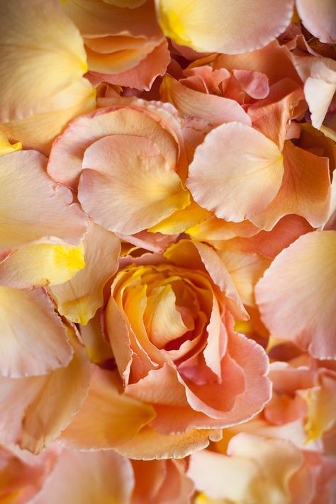 How to Make Potpourri with Rose Petals | The Real Flower Company blog Make Potpourri, How To Make Potpourri, Natural Potpourri, Hat Box Flowers, Homemade Potpourri, Potpourri Recipes, Wedding Wine Gift, Petal Confetti, Flower Subscription