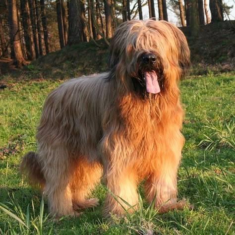 Sneep Snorp, Briard Dog, Hound Dog Breeds, Dog Types, Dog And Puppies, Every Dog Breed, The Letter B, Herding Dogs, Purebred Dogs