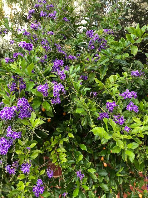 Duranta Erecta, Butterfly Plants, Seasonal Garden, Garden Planning, Perth, Flower Power, Herbs, Plants, Flowers