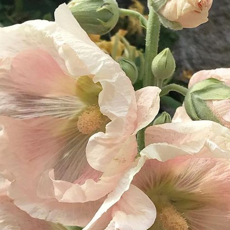 Joanna Plant on Instagram: "Hollyhocks 🌸" Joanna Plant, Picture Board, Picture Boards, Plants, On Instagram, Instagram