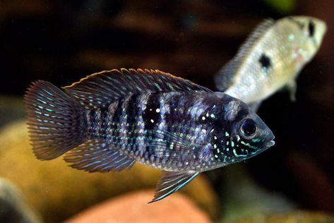 Blue acara cichlid: care, size, lifespan, tankmates, breeding Cichlid Fish, Neon Tetra, Community Tanks, Tropical Aquarium, Small Tank, Angel Fish, Beautiful Fish, Freshwater Aquarium, Freshwater Fish