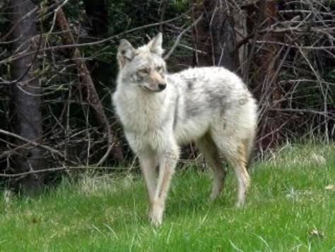 White Coyote, Canine Reference, Drawing Wolves, Cursed Animals, Scary Wolf, Wolf Reference, Smile Dog, African Wild Dog, Wild Dog