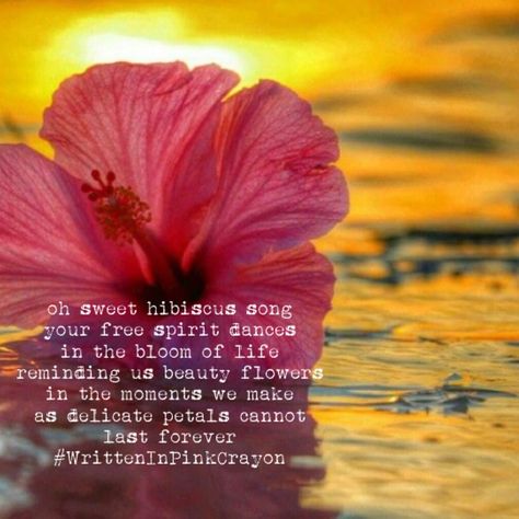 Hibiscus Song Poetry Hibiscus Quotes, Sister Poetry, Garden Poetry, Song Poetry, Roman House, Soul Sister, Flower Quotes, Soul Sisters, Lord Ganesha