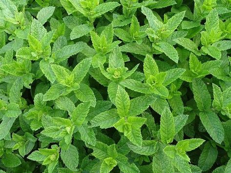 Plants That Repel Flies, Artemisia Absinthium, Easy Herbs To Grow, Herbal Tea Garden, Growing Mint, Medicinal Herbs Garden, Herbal Teas Recipes, Mint Plants, Sensory Garden