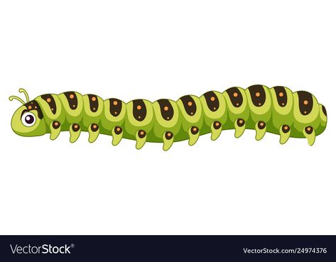 A caterpillar on white background Royalty Free Vector Image Caterpillar Clipart, Butterfly Life Cycle Craft, Life Cycle Craft, The Giant Peach, Creepy Doll, Butterfly Life Cycle, Drawings Simple, Arachnids, Creepy Dolls