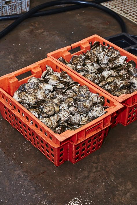 Beauty and Brine: Prince Edward Island Is an Oyster-Lover’s Paradise Oyster Photography, Fresh Fish Photography, Eating Oysters, Business Images, Raw Oysters, Oyster Recipes, Fresh Oysters, Pearl Farm, Oyster Pearl