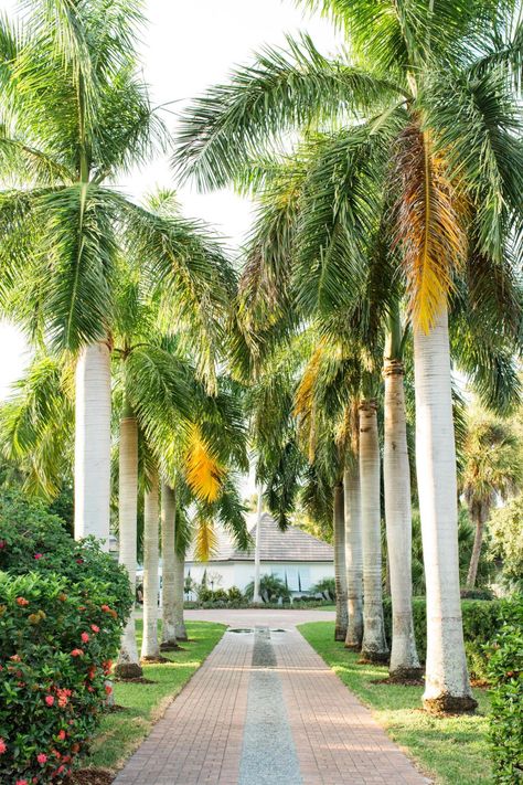 Mature palm trees standing 30-feet tall line the driveway and create a Hollywood entrance. The white painted house appears to glow as you approach. Royal Palm Tree Landscape, Palm Tree Driveway Entrance, Hollywood Entrance, Royal Palm Tree, Florida Gardens, Florida Backyard, Caribbean Architecture, Hgtv Dream Homes, Palm Trees Landscaping