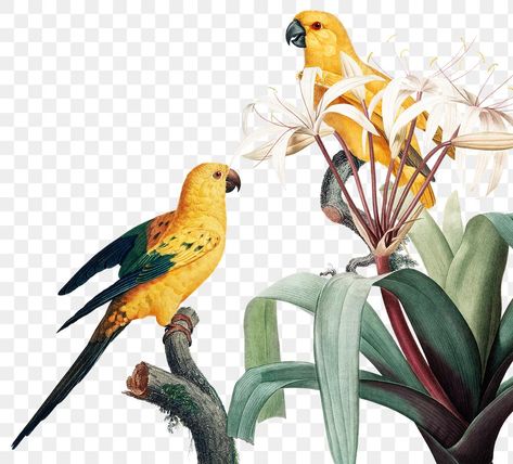 Jungle Border, Tropical Flowers Illustration, Jungle Birds, Jungle Flowers, Lemon Painting, Tropical Illustration, Jungle Illustration, Png Illustration, Border Png