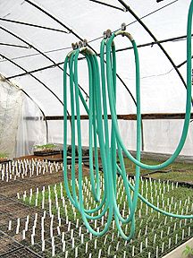 watergreenhouse1 Inside Greenhouse Ideas, Greenhouse Watering System, Suspended Garden, Inside Greenhouse, Greenhouse Watering, High Tunnel, Cold Frames, Watering Plants, Greenhouse Ideas