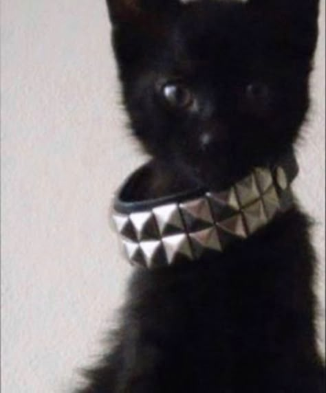 A Black, Black Cat, Collar, Black