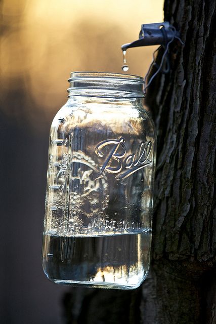 Projet QC Maple Syrup Taps, Maple Tapping, Sugar Shack, Sugar Maple, Maple Tree, Wild Food, Mason Jar Crafts, Canning Jars, Back To Nature