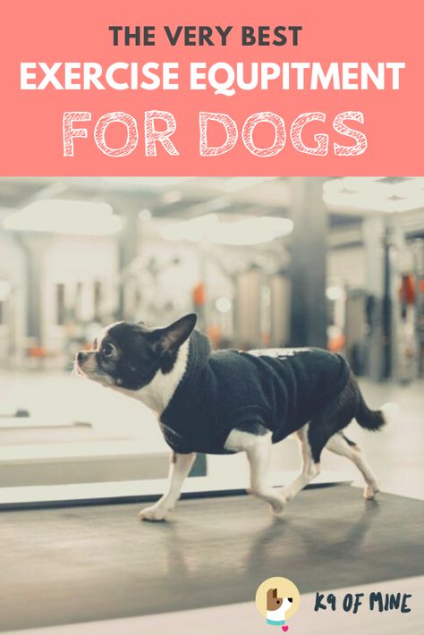 Need a way to get your dog exercise indoors? See our picks for the best dog exercise equipment! Walking Gear, Home Treadmill, Face Dog, Dog Exercise, Dog Walks, Indoor Dog, Dog Care Tips, Exercise Equipment, Random Image