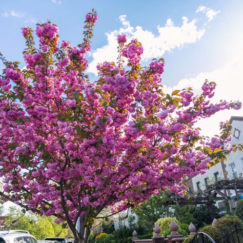 Kwanzan Cherry Tree, Ornamental Cherry, Prunus Serrulata, Japanese Cherry Tree, Sun Life, Flowering Cherry Tree, Hardiness Zones, Pink Dogwood, Flowering Tree