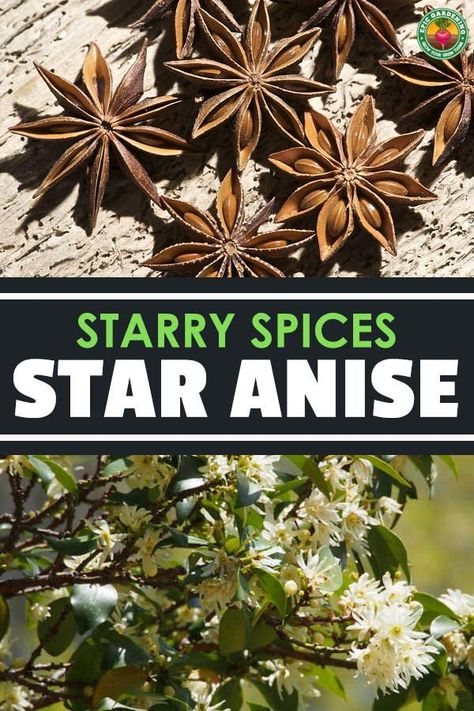 Star Anise Plant, Growing Star Anise, Anise Plant, Star Anise Witchcraft, Star Anise Necklace, Star Of Anise, Epic Gardening, Vegetables Garden, Kitchen Gardens