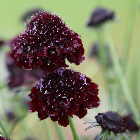 Buy sweet scabious Scabiosa atropurpurea 'Black Knight': Delivery by Waitrose Garden Scabiosa Atropurpurea, Alkaline Soil, Goth Garden, Flower Colour, Gothic Garden, Garden Screening, Watering & Irrigation, Lawn Edging, Black Knight