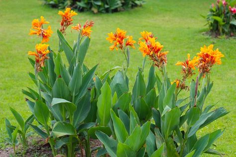 Cana Lillies, Canna Lillies, Canna Flower, Canna Lilies, Fast Growing Shrubs, Canna Lily, Master Gardener, Yard Design, Real Simple