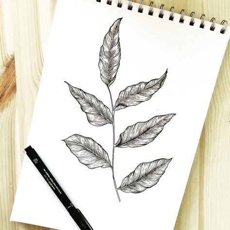 Gemma | Floral Illustrator on Instagram: “Bay leaves. I promised I’d practice my leaves and here they are. What do you think? Is it an improvement? . Swipe for close ups >>> . Pens…” Leaves Ink Drawing, Bay Leaves Tattoo, Ink Leaves, Leaf Ink Drawing, Pen Leaf Drawing, Leaves Pen Drawing, Natural Forms Biro Drawing, Leave Sketch Pencil, Leaf Biro Drawing