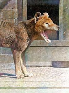 Australian Fauna, Tasmanian Tiger, Big Teeth, Black And White Photos, Tasmanian Devil, Extinct Animals, Rare Animals, Animal Species, Australian Animals