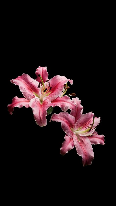 Pink Lily Wallpaper, Black Flowers Wallpaper, Flowers Black Background, Macbook Air Wallpaper, Lily Wallpaper, Pink Flowers Wallpaper, Cute Summer Wallpapers, Flower Watch, Iphone Wallpaper Hipster