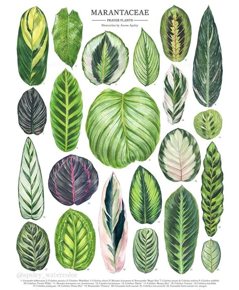 Aaron Apsley on Instagram: “My full Marantaceae illustration featuring species and hybrids of Calathea, Maranta, Stromanthe, and Ctenanthe. This is just a sampling of…” Jewel Alocasia, Plant Leaf Identification, Alocasia Varieties, Calathea Roseopicta, Calathea Plant, Prayer Plant, Plant Wishlist, Illustration Botanique, Plant Identification