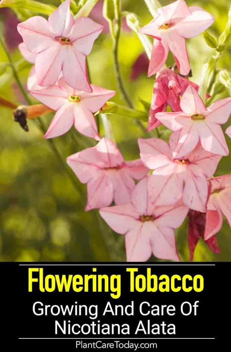 Nicotiana Alata: Learn Growing And Care Of Flowering Tobacco Elk Aesthetic, Nicotiana Alata, Full Sun Flowers, Seed Starting Soil, Flowers House, Flower Growing, Benefits Of Gardening, Flower Pot Design, Starting Seeds Indoors