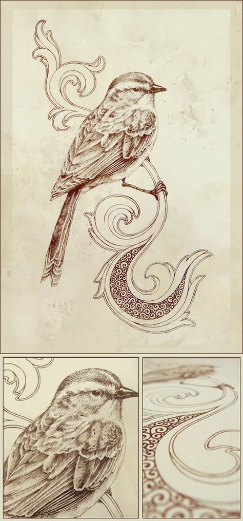 song sparrow w/ flourishes in black white and purple as a sleeve??? Vogel Tattoo, Sparrow Art, Tableau Art, Birds Tattoo, Art And Illustration, Bird Illustration, Ink Pen Drawings, Pyrography, Art Journals