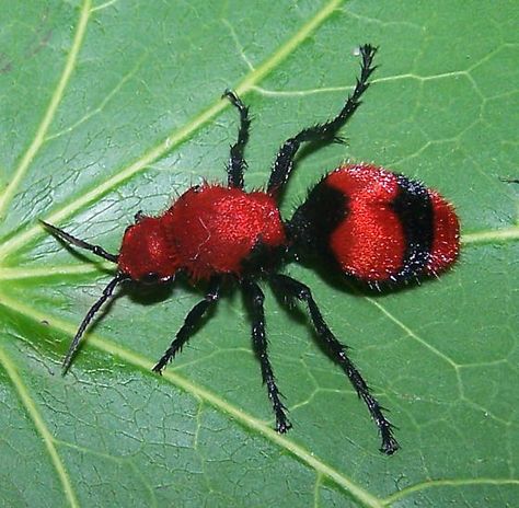 Red velvet ant (Dasymutilla occidentalis) female, by Brandon Woo Education Pictures, Natures Wonder, Bug Art, Animal Species, Arachnids, Bugs And Insects, Zoology, Spiders, Art Project