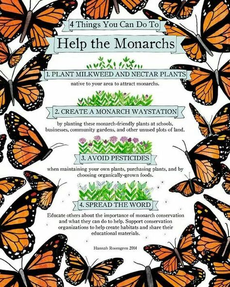 Save the bees and butterflys Raising Monarch Butterflies, Monarch Butterfly Garden, Butterfly Feeder, Butterfly Garden Plants, Milkweed Seeds, Butterfly Plants, Hummingbird Garden, Easy Backyard, Have Inspiration