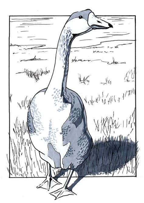 A goose in pen and marker. (C) Alex Sanford www.alexsanfordillustration.com Canadian Geese Drawing, Goose Sketch, Goose Drawing, Draw Birds, Nature Journals, Canadian Goose, Water Colors, Nature Journal, Art School