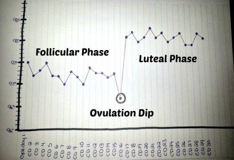 Note: Not everyone experiences an ovulation dip (dip in temperature the day of ovulation).  Luteal phase shown with temperature jump of 0.8 degrees between follicular and luteal phase. Basal Body Temperature Chart, Bbt Chart, Ovulation Tracking, Basal Body Temperature, Luteal Phase, Temperature Chart, Menstrual Health, Baby Journal, Body Temperature