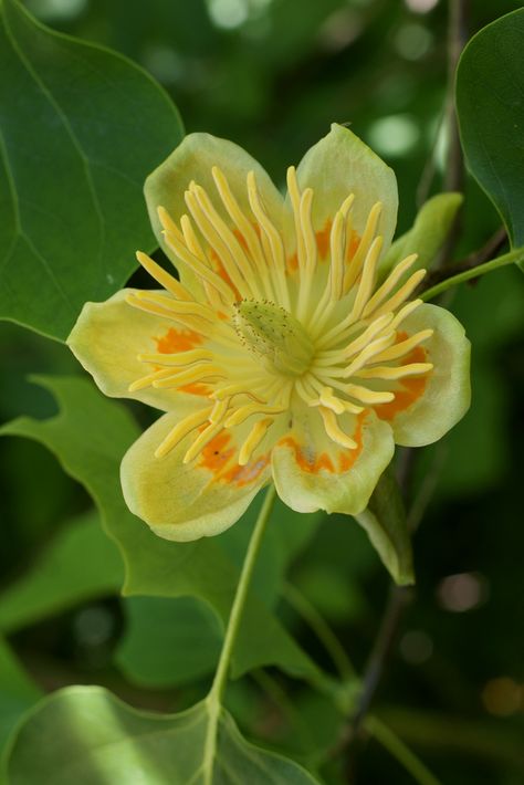 Spring Thoughts, Liriodendron Tulipifera, Hotel Wallpaper, Tree With Leaves, Tulip Poplar, Florida Trees, Tulip Tree, Pretty Trees, Flowering Tree