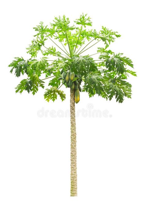 Papaya Lotion Background, Papaya Tree Illustration, Papaya Leaves, Tree Plan Png, Atcharang Papaya, Papaya Tree, Trees Top View, Papaya Fruits, Tree Tops