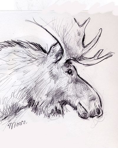 Moose Sketch, Moose Artwork, Moose Illustration, Moose Pictures, Bison Art, Sketch Template, Pencil Drawings Of Animals, Drawing Heads, Deer Art