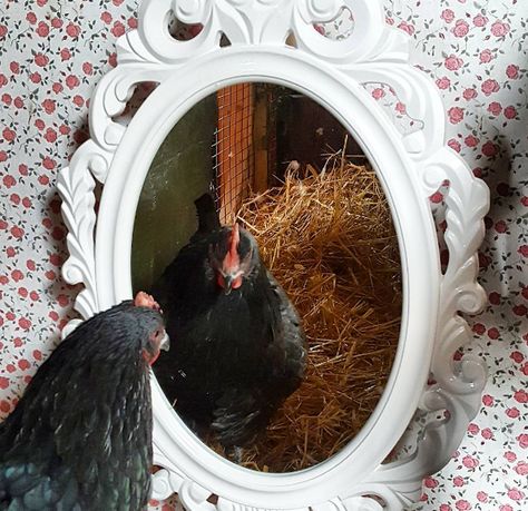 Coop Decor, Cheap Chicken Coops, Egg Baskets, Chicken Flock, Best Egg Laying Chickens, Chicken Coop Decor, Portable Chicken Coop, Egg Laying Chickens, Fancy Chickens